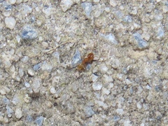 Pheidole tysoni