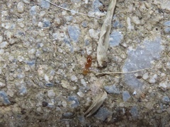 Pheidole tysoni
