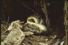 Acrantophis dumerili