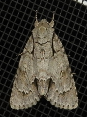 Acronicta lobeliae