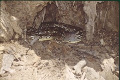 Acrantophis dumerili