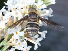 Exoprosopa agassizii