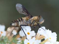 Exoprosopa agassizii