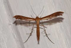 Stenodacma wahlbergi