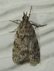 Scoparia basalis