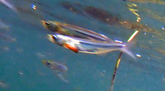 Atherinops affinis