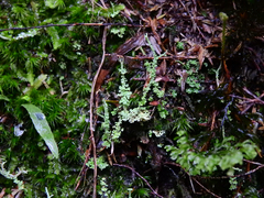 Cladonia darwinii