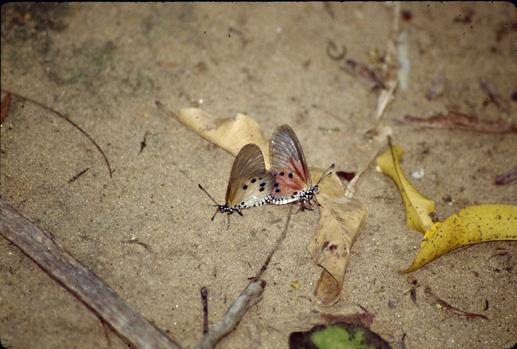 Acraea damii