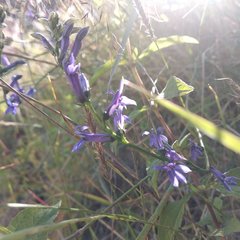 Lobelia gruina