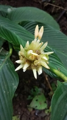 Goeppertia macrosepala