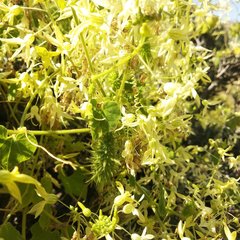 Echinopepon coulteri