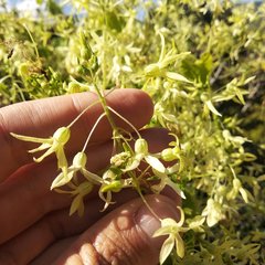 Echinopepon coulteri
