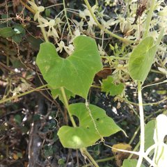 Echinopepon coulteri