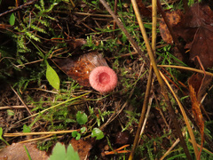 Lactarius spinosulus