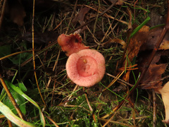 Lactarius spinosulus