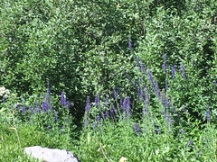 Delphinium glaucum