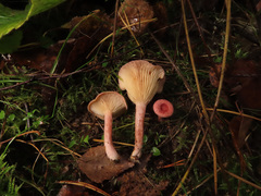 Lactarius spinosulus