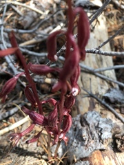 Corallorhiza maculata