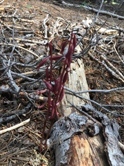 Corallorhiza maculata