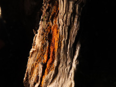 Hydropisphaera peziza