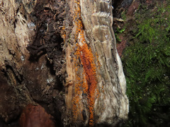 Hydropisphaera peziza