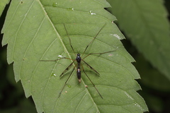 Ptychoptera japonica