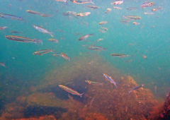 Atherinops affinis