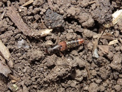 Platydracus cinnamopterus