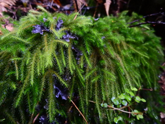 Echinodiopsis hispida