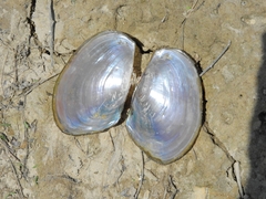 Anodontites trapesialis