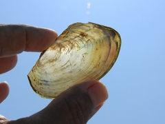 Anodontites trapesialis