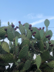 Opuntia × vaseyi