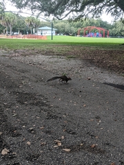 Sciurus carolinensis