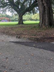 Sciurus carolinensis