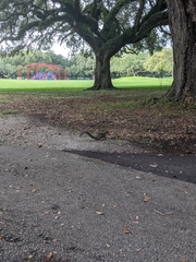 Sciurus carolinensis