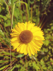 Helenium bolanderi