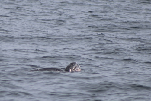 Leatherback Sea Turtle photographed in Virginia