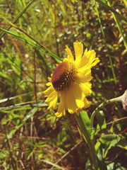 Helenium bolanderi