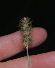 Setaria pumila