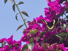Papilio garamas garamas