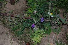 Vicia cracca