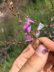 Desmodium cinerascens