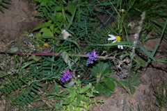 Vicia cracca