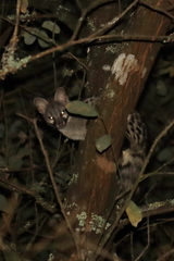 Genetta genetta genetta