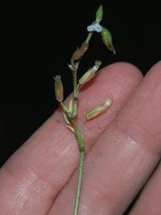 Cerastium holosteoides