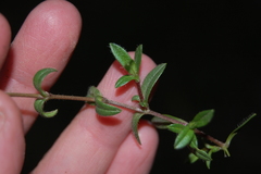 Cerastium holosteoides
