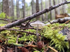 Mycena alcalina