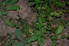 Cerastium holosteoides