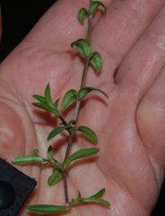 Cerastium holosteoides
