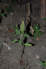 Amaranthus retroflexus